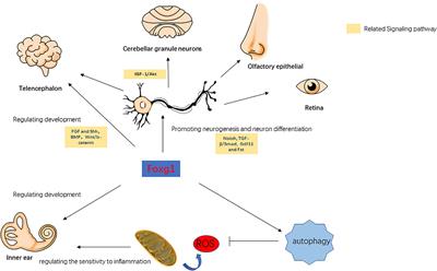 The Role of FoxG1 in the Inner Ear